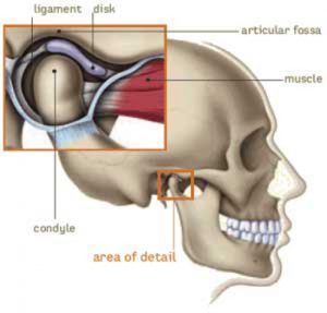 TMJ Diagram of joint